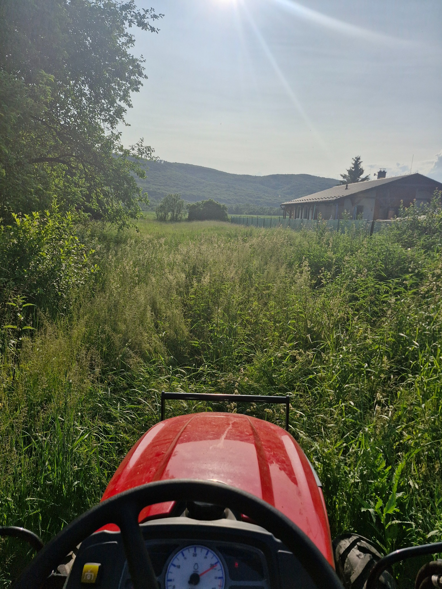 Vysoká tráva a hustý porast na pozemku pred kosením