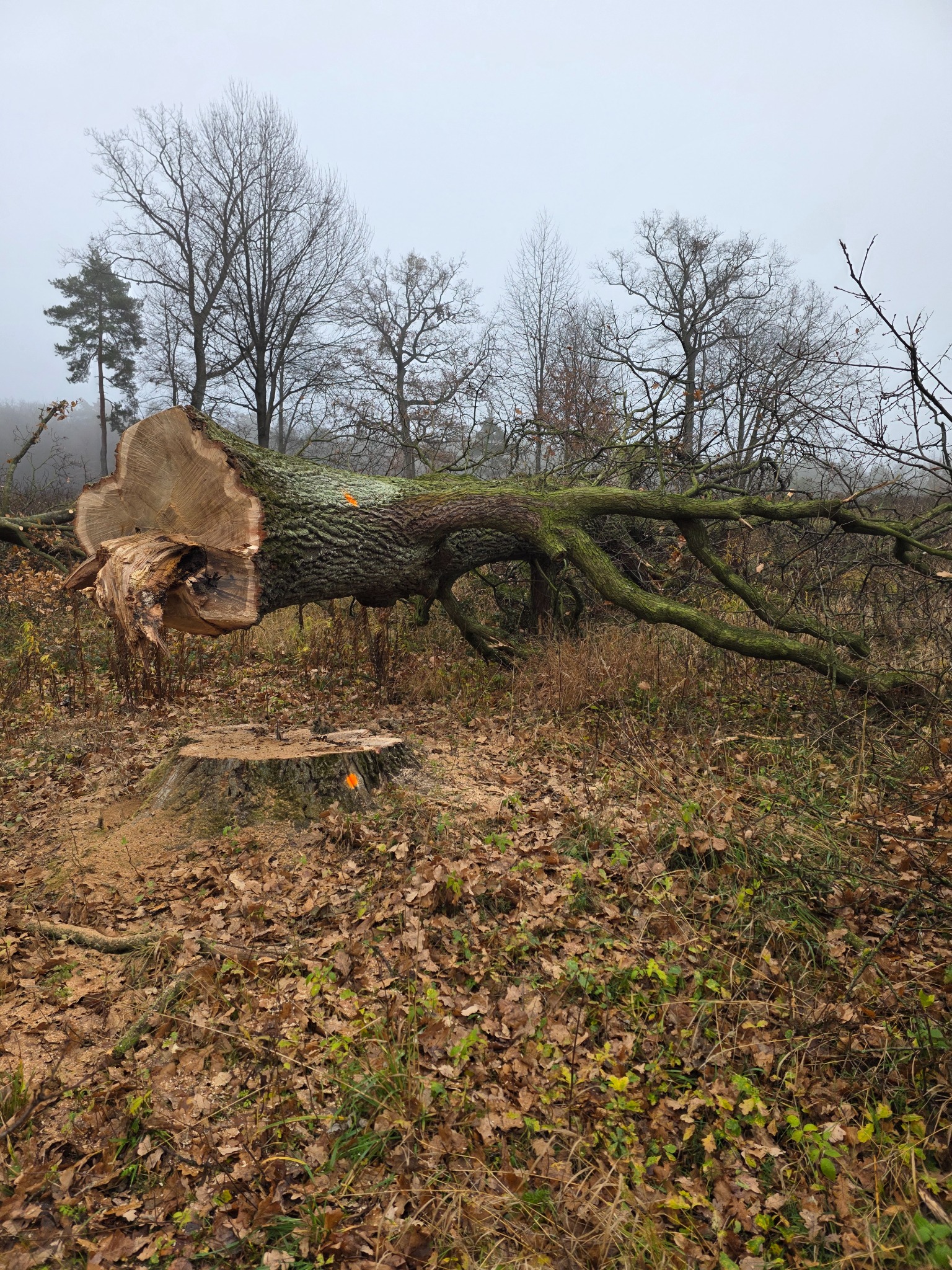 Spílený strom a peň po výrube